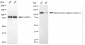 KD-Validated Anti-Nuclear Factor Kappa B Subunit 2 Rabbit Monoclonal Antibody